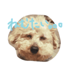 FUJIMOTO'S DOGS（個別スタンプ：3）