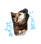 FUJIMOTO'S DOGS（個別スタンプ：4）