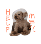 FUJIMOTO'S DOGS（個別スタンプ：6）
