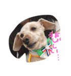 FUJIMOTO'S DOGS（個別スタンプ：7）