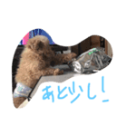 FUJIMOTO'S DOGS（個別スタンプ：8）