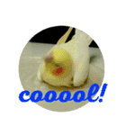 我が家の黄色いアイツ（個別スタンプ：12）