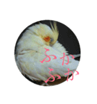 我が家の黄色いアイツ（個別スタンプ：16）
