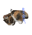 大好きなベル（個別スタンプ：3）