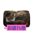 大好きなベル（個別スタンプ：10）