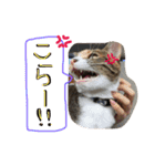 大好きなベル（個別スタンプ：12）