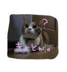 大好きなベル（個別スタンプ：19）