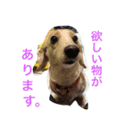 恭ちゃんの日常withナッツ（個別スタンプ：27）