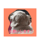 恭ちゃんの日常withナッツ（個別スタンプ：37）