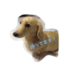 恭ちゃんの日常withナッツ（個別スタンプ：39）