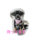 チワワ ブラックタン（個別スタンプ：2）