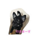 チワワ ブラックタン（個別スタンプ：4）