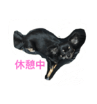 チワワ ブラックタン（個別スタンプ：7）