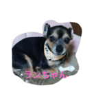 チワワ ブラックタン（個別スタンプ：8）