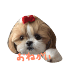 シーズーまめこ（個別スタンプ：1）