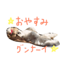 シーズーまめこ（個別スタンプ：3）