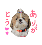 シーズーまめこ（個別スタンプ：6）