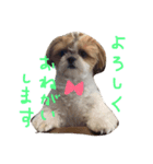 シーズーまめこ（個別スタンプ：7）
