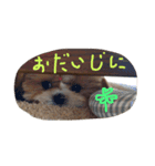 シーズーまめこ（個別スタンプ：8）