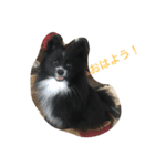 空と風太の1日（個別スタンプ：3）