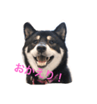 黒柴 シェリー（個別スタンプ：4）