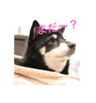 黒柴 シェリー（個別スタンプ：8）