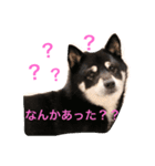 黒柴 シェリー（個別スタンプ：9）