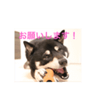 黒柴 シェリー（個別スタンプ：11）