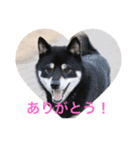 黒柴 シェリー（個別スタンプ：17）