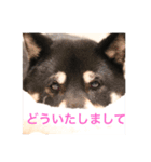 黒柴 シェリー（個別スタンプ：18）