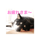 黒柴 シェリー（個別スタンプ：19）