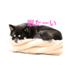 黒柴 シェリー（個別スタンプ：20）