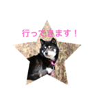 黒柴 シェリー（個別スタンプ：24）