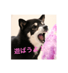 黒柴 シェリー（個別スタンプ：25）