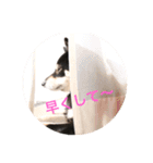 黒柴 シェリー（個別スタンプ：26）