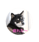 黒柴 シェリー（個別スタンプ：27）