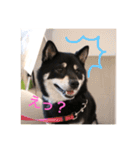 黒柴 シェリー（個別スタンプ：29）