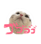タビちゃん（個別スタンプ：3）