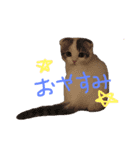 タビちゃん（個別スタンプ：5）