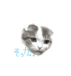 タビちゃん（個別スタンプ：7）