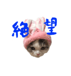 タビちゃん（個別スタンプ：8）