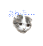 タビちゃん（個別スタンプ：10）