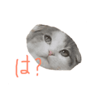タビちゃん（個別スタンプ：15）