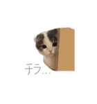 タビちゃん（個別スタンプ：16）