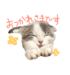 タビちゃん（個別スタンプ：20）