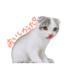 タビちゃん（個別スタンプ：23）