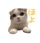 タビちゃん（個別スタンプ：24）