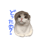 タビちゃん（個別スタンプ：29）
