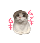 タビちゃん（個別スタンプ：32）