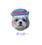 シーズー犬ココの日常（個別スタンプ：2）